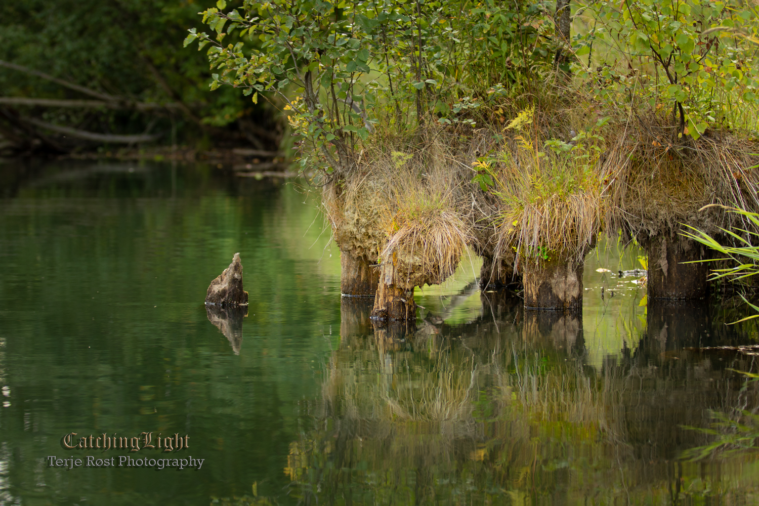 River reflection I